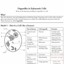 Cell organelle web quest answer key