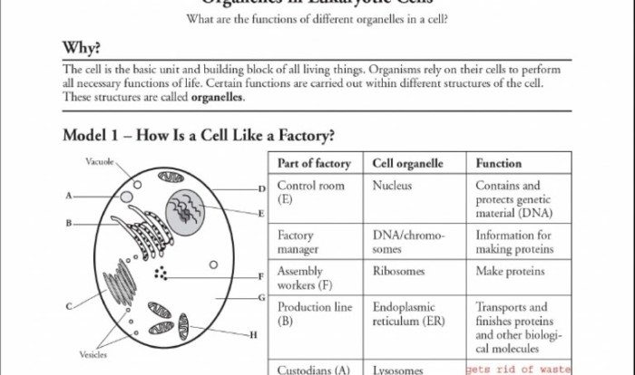 Cell organelle web quest answer key