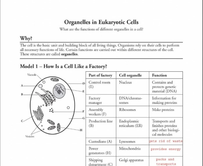 Cell organelle web quest answer key