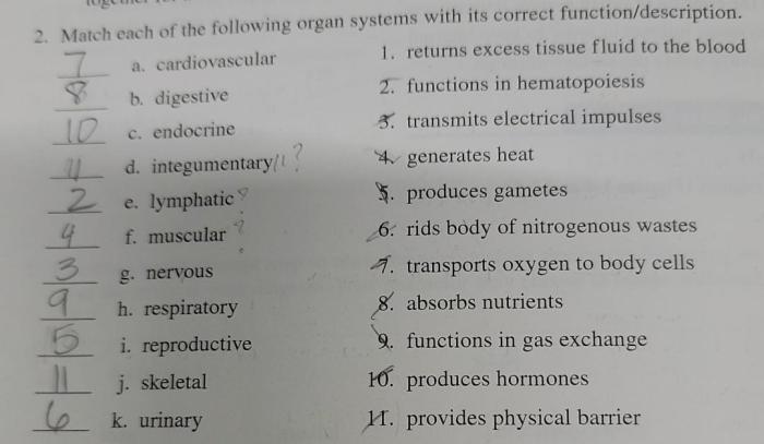 Match the lymphatic organ with its function