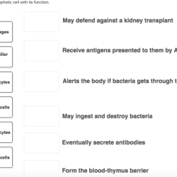 Organs immune lymph lymphoid nodes spleen