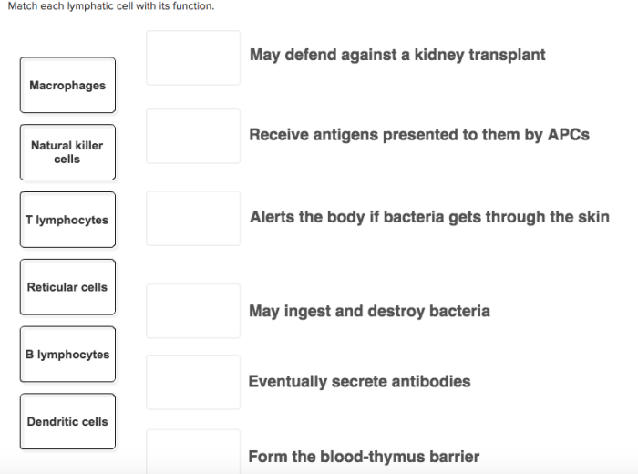 Organs immune lymph lymphoid nodes spleen