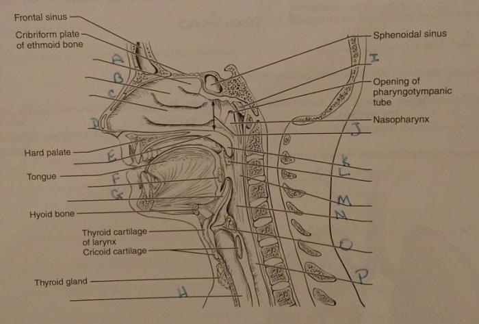 Anatomy of the reproductive system review sheet