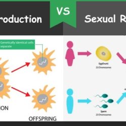 Asexual sexual diagram reproduction venn creately