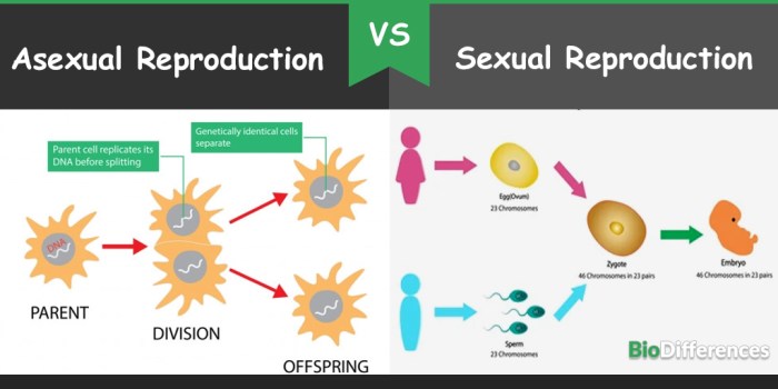 Asexual sexual diagram reproduction venn creately