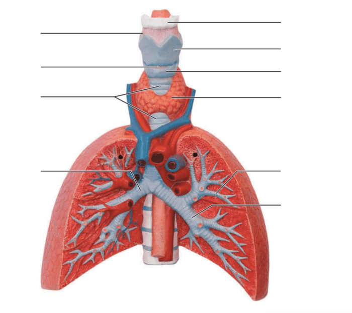 Anatomy of the reproductive system review sheet