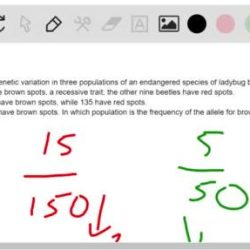 Allele effect genetic