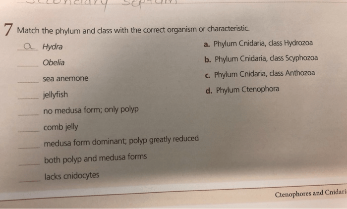 Chordates chordata biology deuterostomes notochord phylogenetic deuterostome animals possessing vertebrata urochordata craniata echinodermata majors limbs cranium