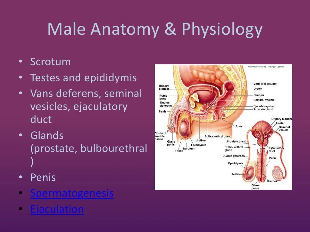 Anatomy of the reproductive system review sheet